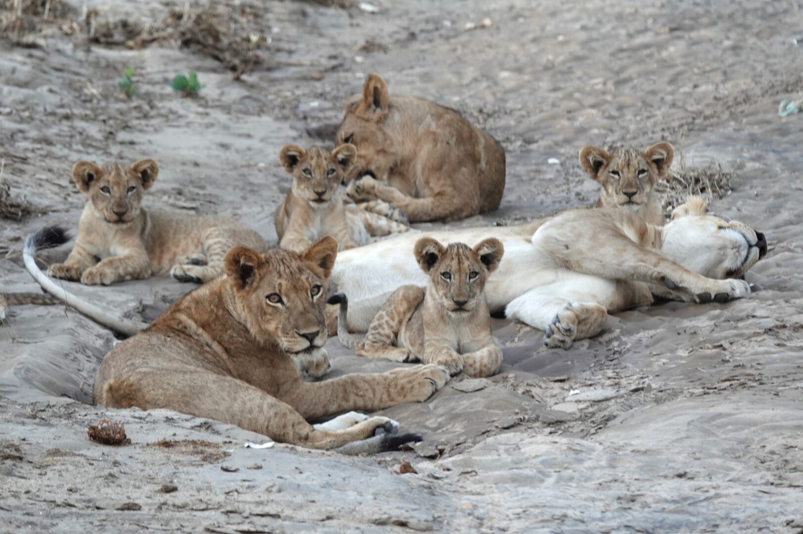 South Africa & Zimbabwe - R.A. Smith Jr