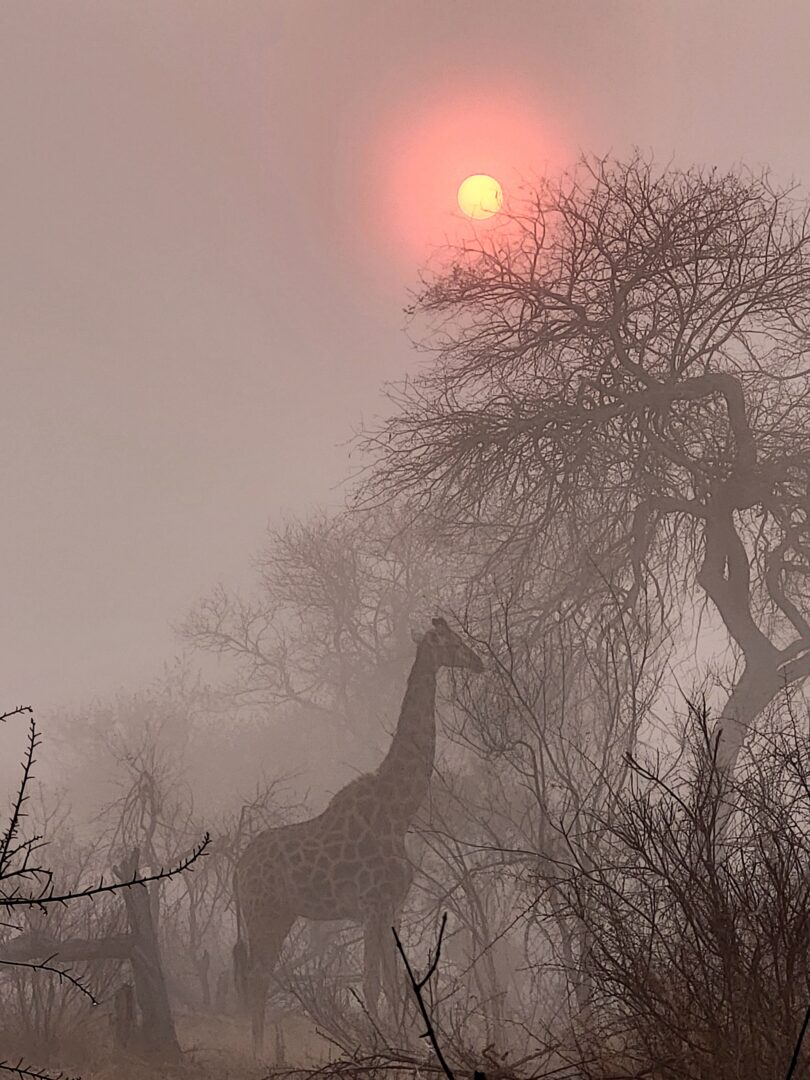 South Africa - A. Davis