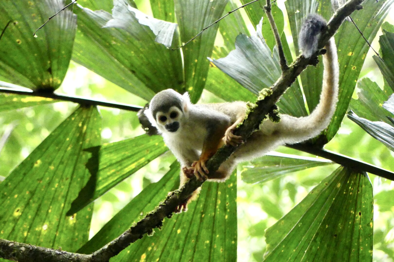 Monkey - Ecuador - D. Breen