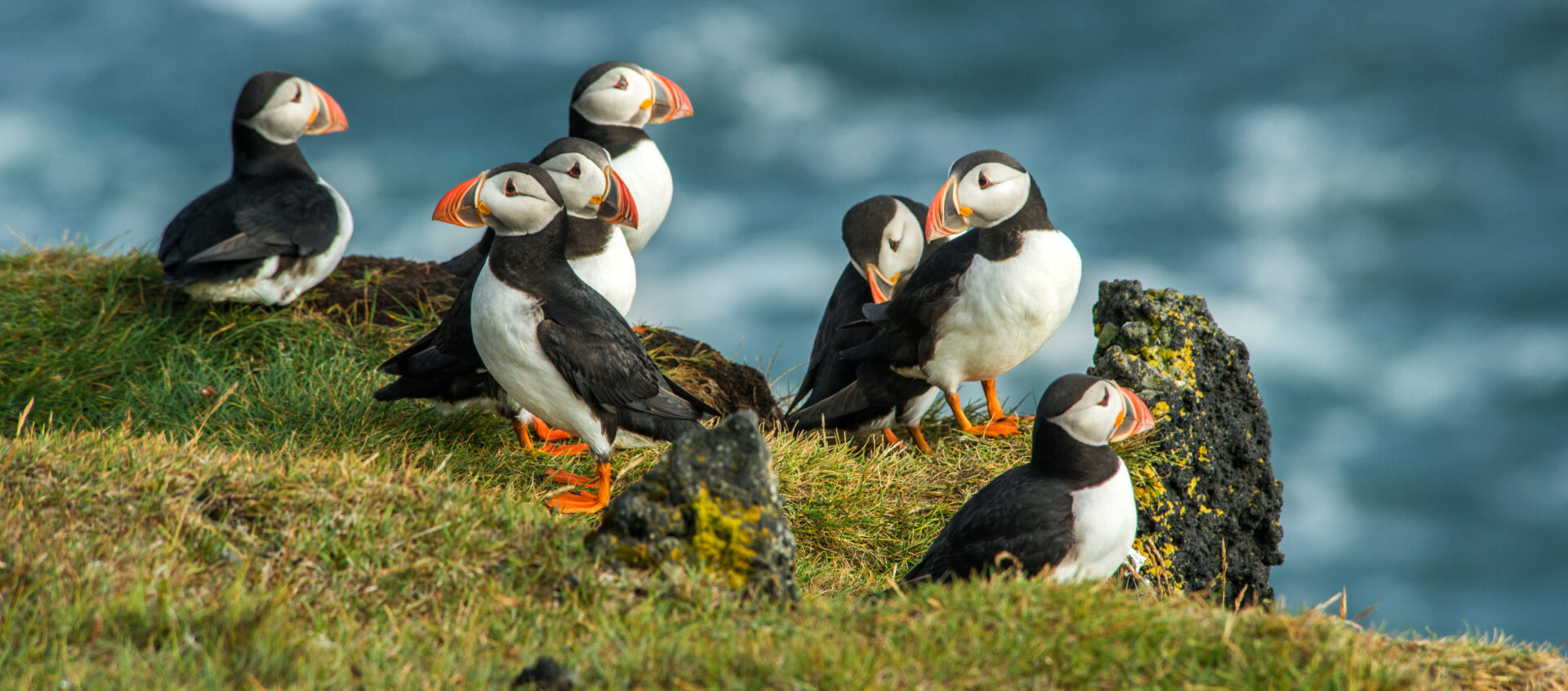 Puffins in Iceland