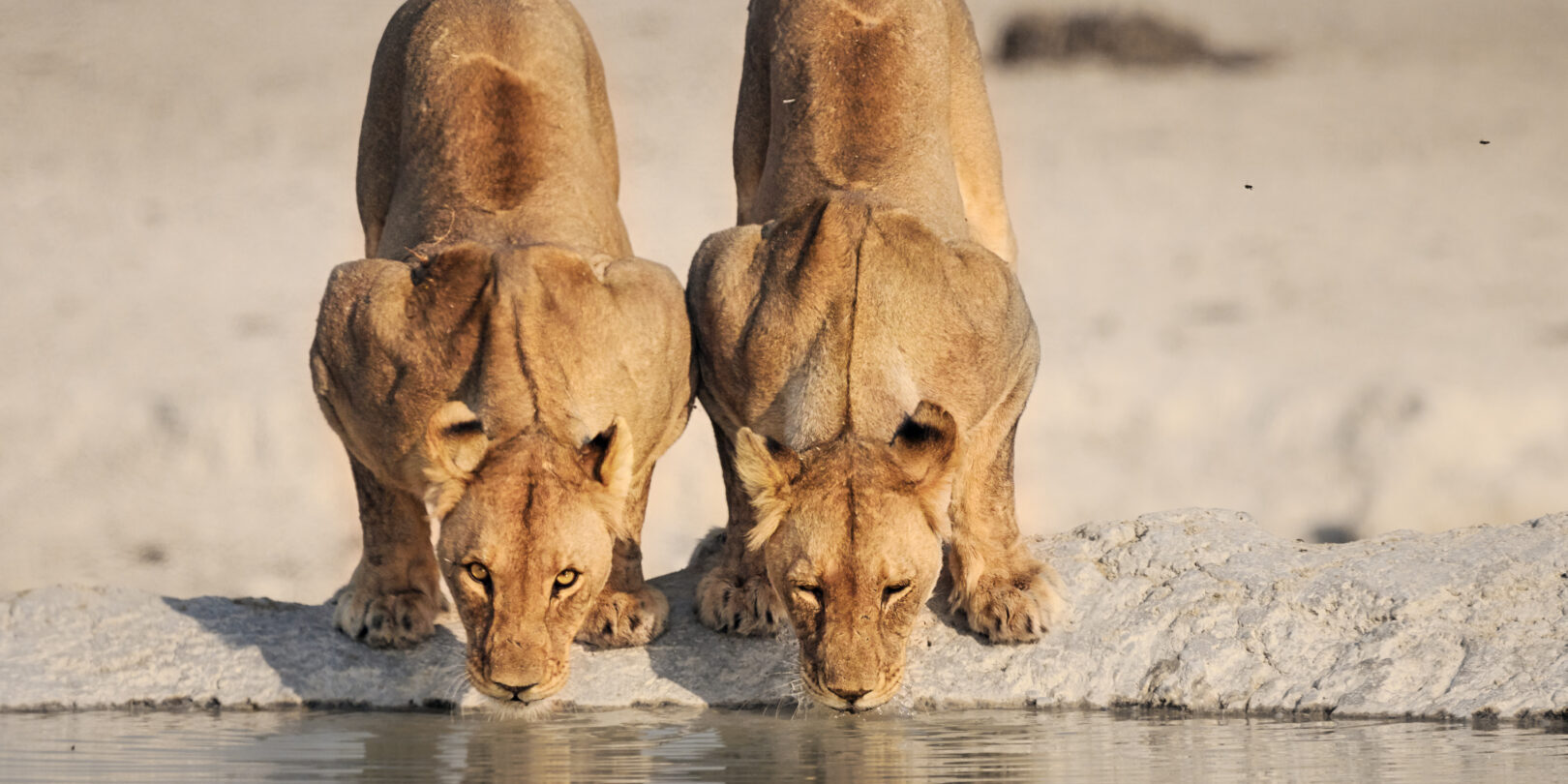 Lions in Etosha, Namibia
