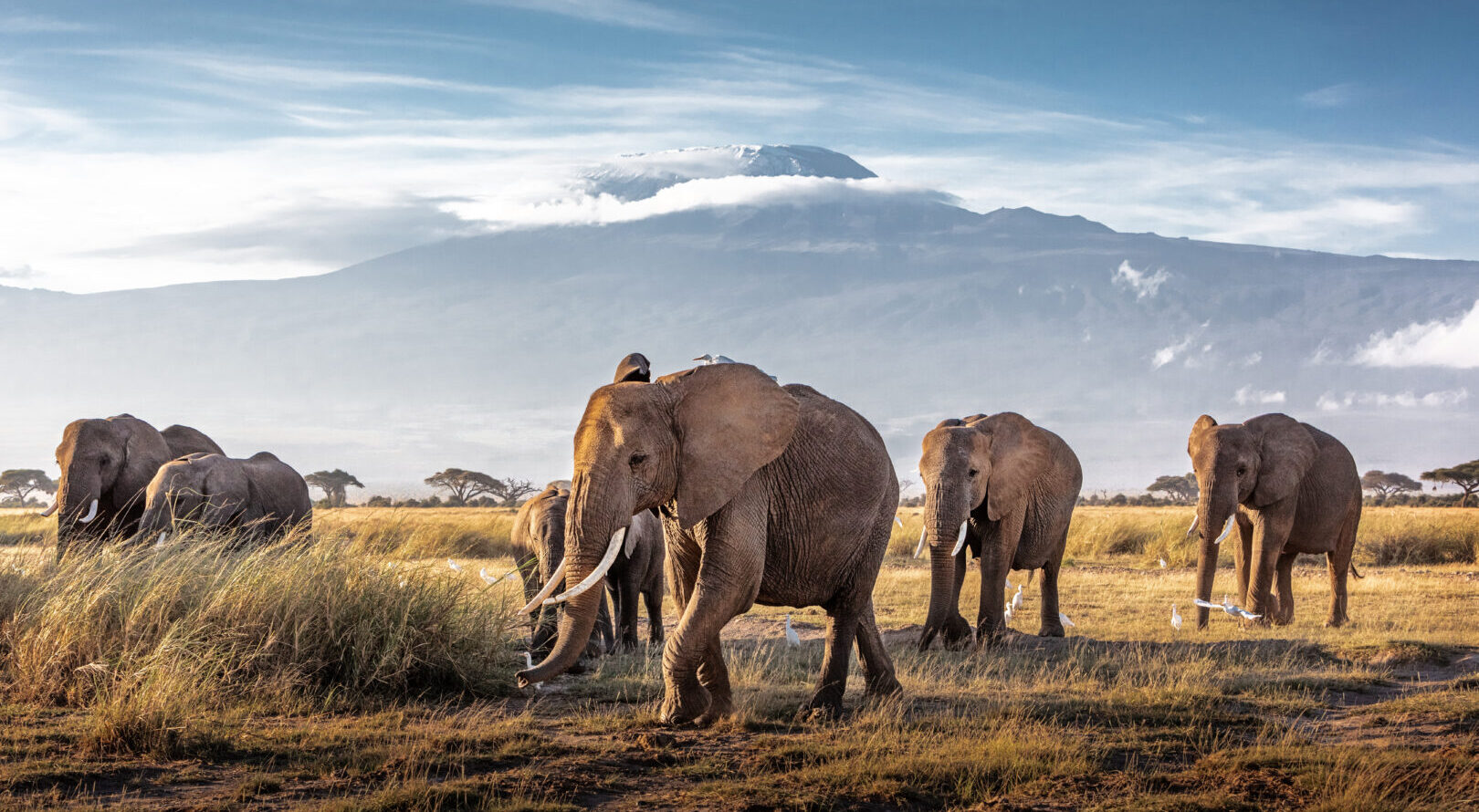 Herd of large African elephants walking in front of Mount Kilimanjaro in Amboseli, Kenya Africa