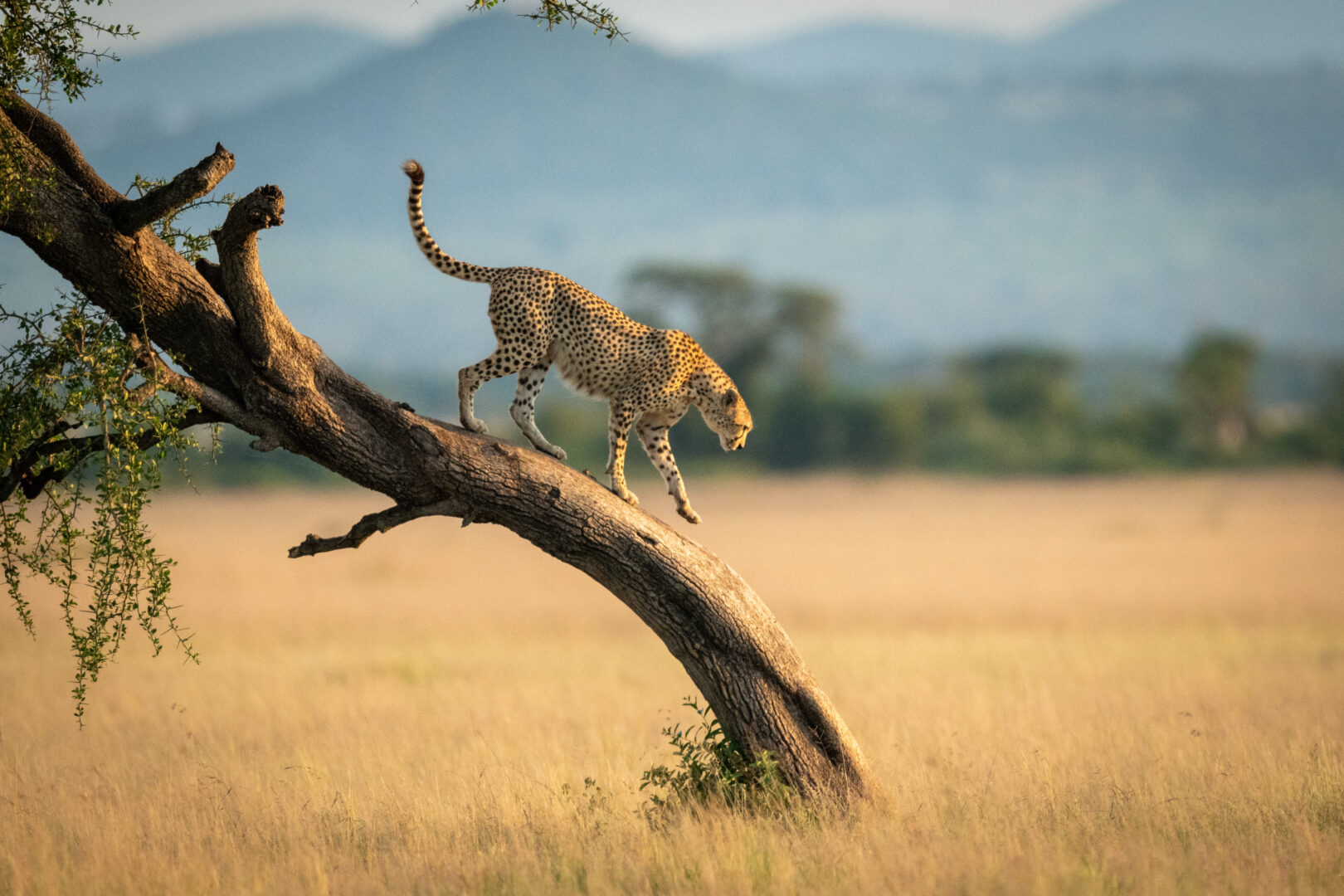 Cheetah in Tanzania