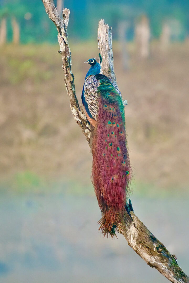 Peacock - India - B Greenspan