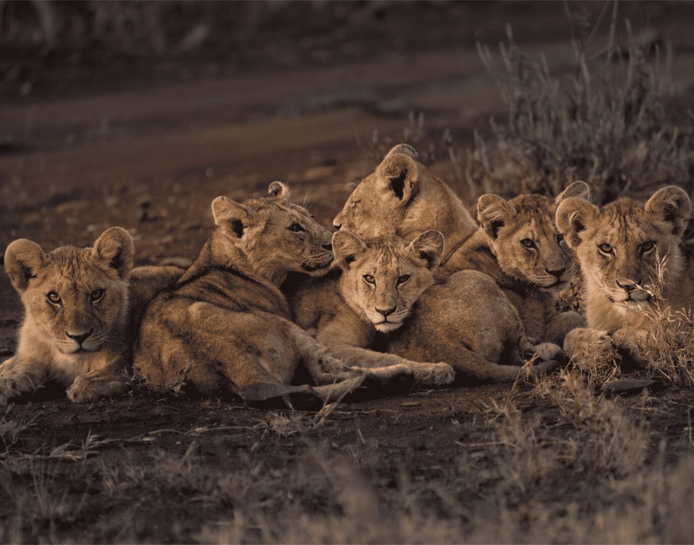 Jenny Scharff Destination: The Serengeti