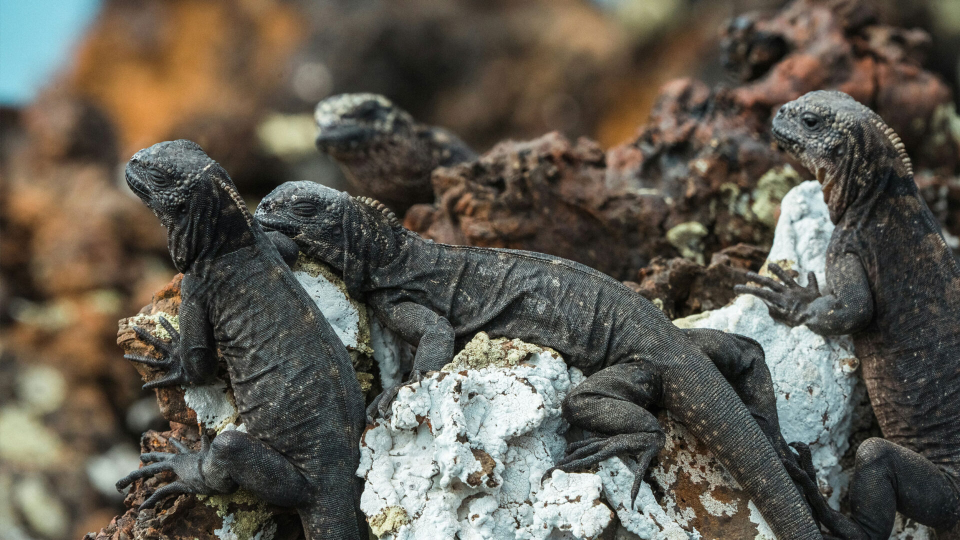Galapagos islands tours