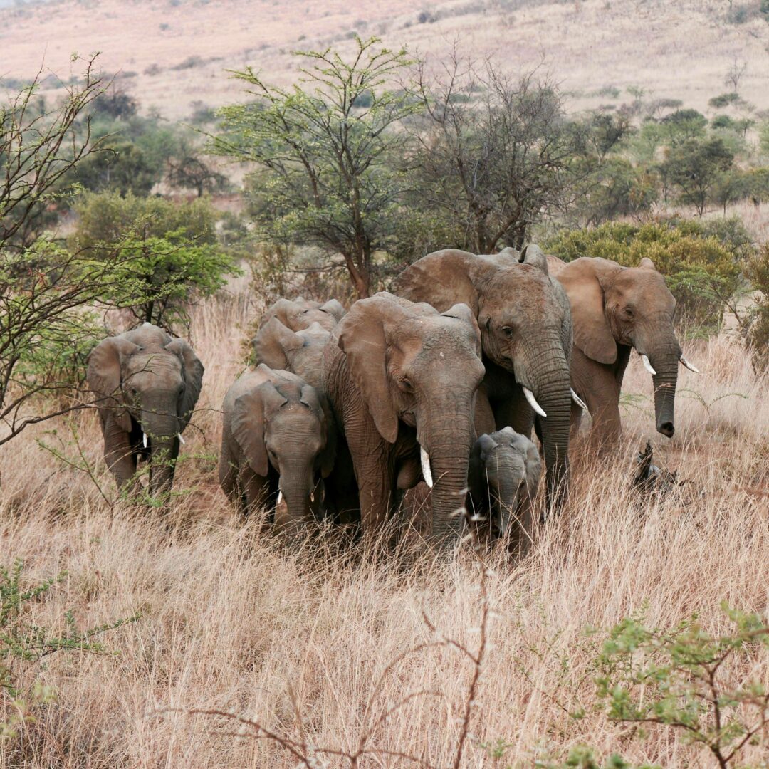 custom trips to tanzania