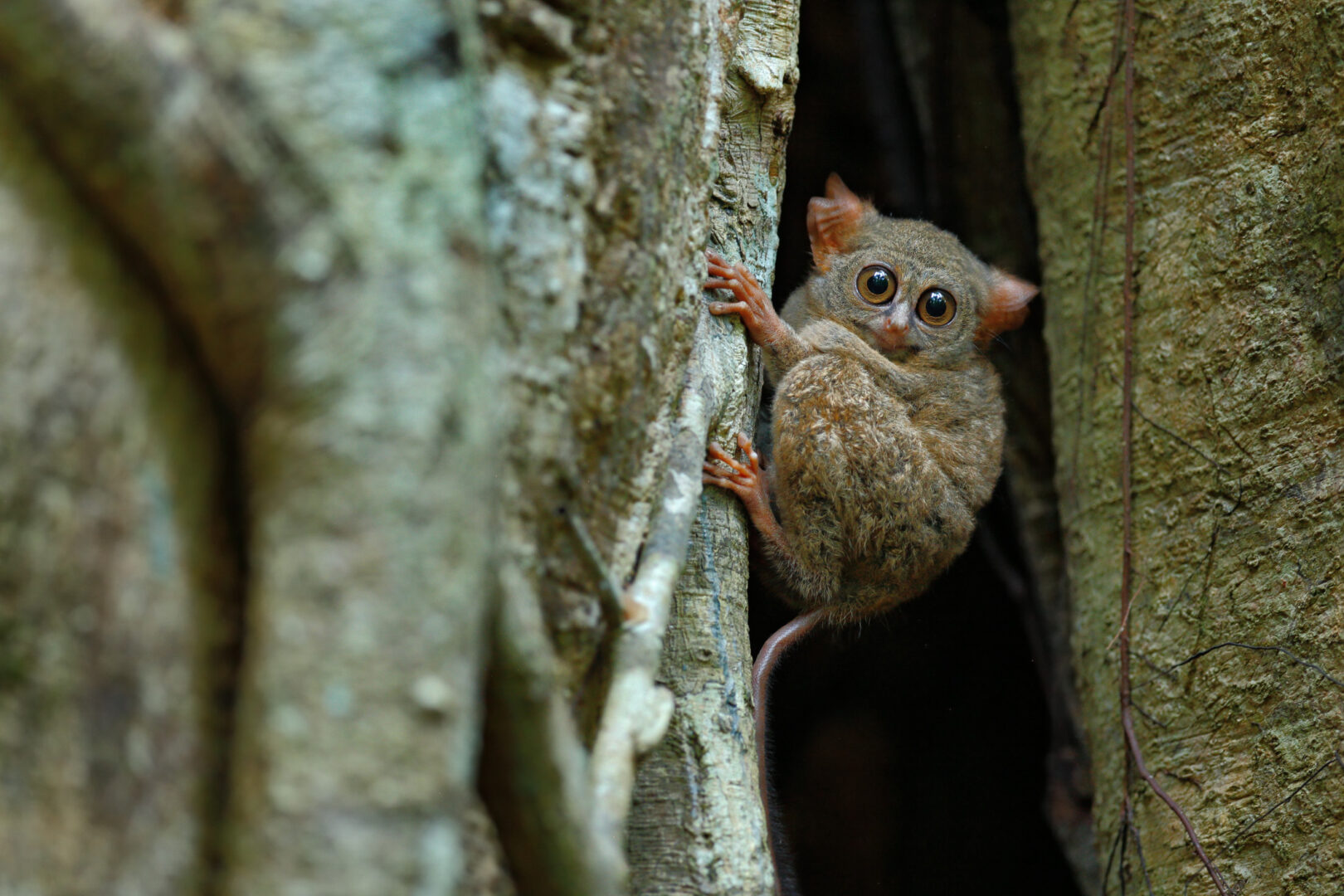 Wildlife in Tangkoko Reserve, Sulawesi, Indonesia