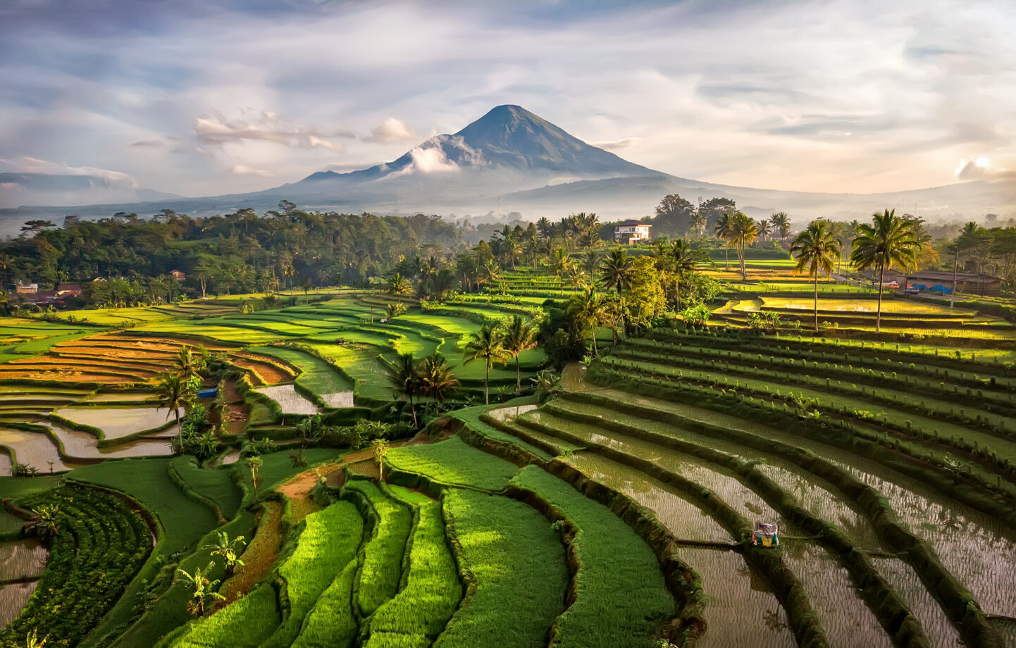 Aerial view of rice paddies and a volcano in Indonesia