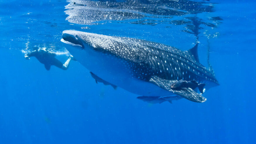 Whale Shark, Mexico