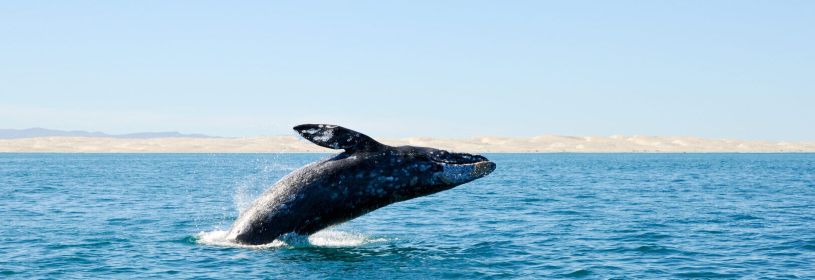 Wildlife Vacations: Breaching gray whale at Guerrero Negro, Mexico