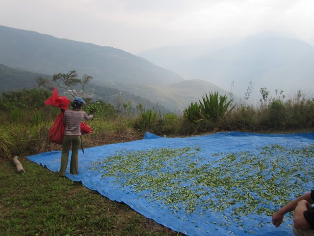 Laying out coca leaves to dry in the sun